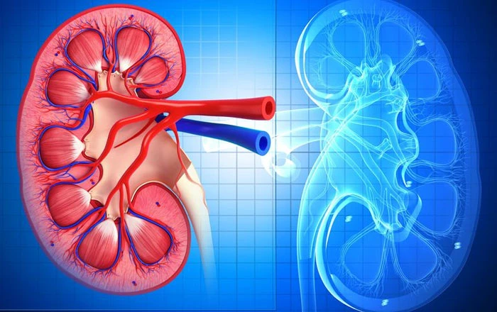 Lupus Nephritis